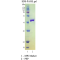 PreScission Protease (HRV 3C) 